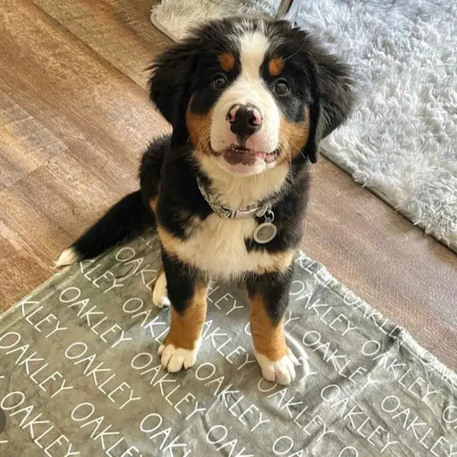 Plaid Personnalisé Chien & Chat - Collection Fidèle | Protection Chic & Havre de Paix